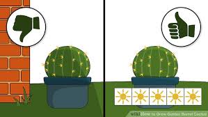 3 Ways To Grow Golden Barrel Cactus Wikihow