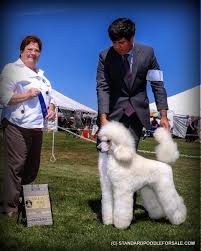 Explore 12 listings for parti poodle puppies for sale uk at best prices. Poodle Standard Breeders Near St Thomas Ontario