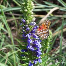 Image result for Lobelia pteropoda