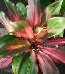 Ti is often planted near homes to bring good luck. 30 Ti Plants Ideas Ti Plant Plants Tropical Plants