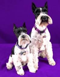 Black And White Parti Mini Schnauzer Black White Parti Schnauzer Schnauzer Miniature Schnauzer Schnauzer Breed