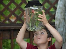 Why Some Americans Say Firefly And Others Say Lightning Bug Business Insider