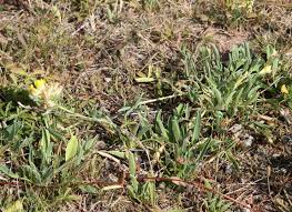 Image result for Antopetitia abyssinica