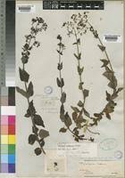 Image result for Galopina