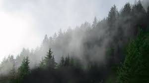 Coastal marine fog is an important meteorological phenomenon for california. Relaxation Forest Mist Pacific Northwest Youtube