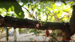 Image result for Uvariastrum germainii