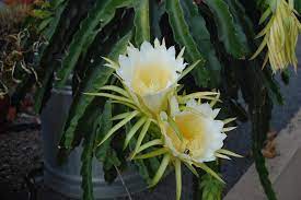 There are so many different varieties of the cactus plant; Night Blooming Flowers Hgtv