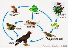 Fenomena ini adalah hal yang mutlak terjadi di suatu ekosistem sebagai bentuk interaksi antara organisme dengan lingkungannya. Rantai Makanan Pengertian Jaring Makanan Dan Jenis