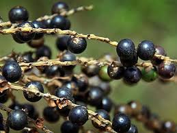 Mudas Frutíferas (Nativas e Exóticas) - Frutabella