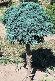 An Evergreen That Shines Bright Your Newest Star A Shrub On A Stick May Not Sound Terribly Appealing Fast Growing Trees Juniper Trees Blue Star Juniper