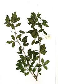 Image result for Maerua andradae