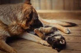 Do Mother Dogs Miss Their Puppies Before And After Separation