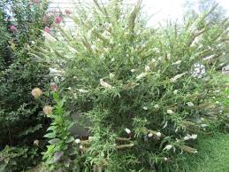 Image result for Buddleja pulchella