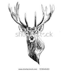 Black And White Deer Head Drawing Stag Deer Head Sketch Vector Graphics Monochrome Black And White Drawing Black And White Drawing Stag Deer Deer Drawing