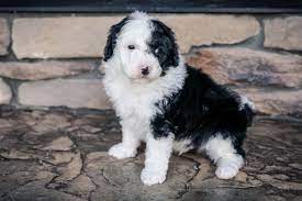Meet Finn Male Mini Sheepadoodle For Sale In Sugarcreek Ohio View Now Puppy Pupper Puppersfor Old English Sheepdog Puppy Sheepadoodle Sheep Dog Puppy