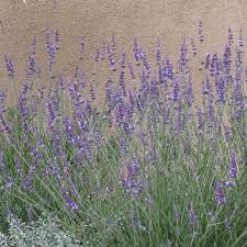 Long Blooming Lavender Collection