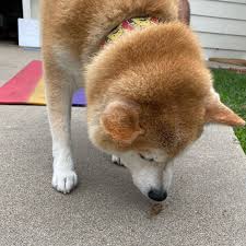 Taco On Instagram The Trophy Is Earned In The Hours That No One Is Watching Mantradog Mantradoge Snailstale Shibainu Sandiegoshi Shiba Inu Dogs Pets