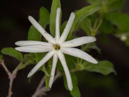 Image result for Jasminum stenolobum