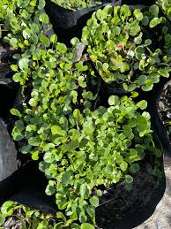 Image result for Falkia