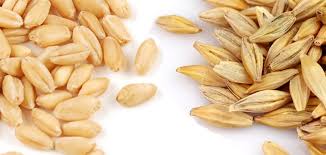 Arpa Ile Bugday Arasindaki Farklar Nelerdir