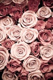 Pink Roses Beautiful As Always Flower Background Iphone Light Pink Flowers Pink Roses