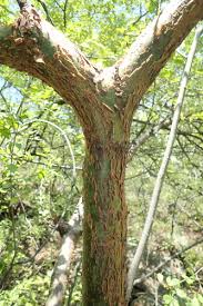 Image result for Basananthe longifolia