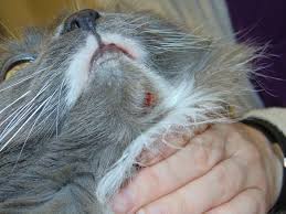 We did not find results for: My Pet Can Get Acne Colborne Street Pet Hospital