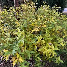 Image result for Tabernaemontana