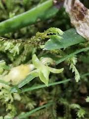 Image result for Angraecum sacciferum
