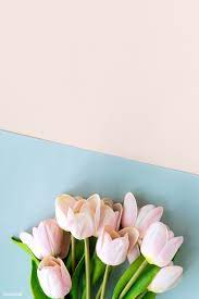 Download Premium Image Of Pink Tulip On Blank Blue Background Template Flower Background Iphone Pink Tulips Flower Background Wallpaper