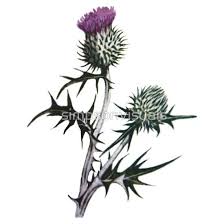 Thistle Tattoo Idea Scottish Thistle Tattoo Thistle Tattoo Scottish Tattoos Celtic three thistles stencil designs from stencil kingdom. thistle tattoo idea scottish thistle