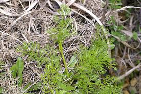 Image result for Apium leptophyllum
