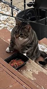 My polydactyl male cat 10 yrs old went missing