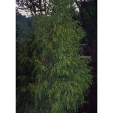 Image result for Cupressus funebris