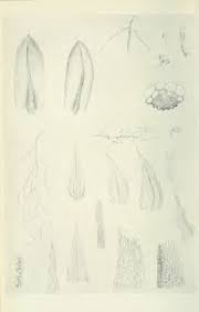 Image result for Gerardiina angolensis