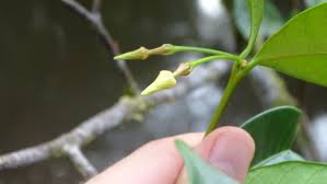 Image result for Malouetia