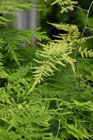Image result for Asparagus laricinus