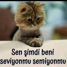 Samire Sadiqli Adli Kullanicinin Gonlumun Rizki Panosundaki Pin 2020 Hayvan Sozleri Komik Seyler Mizah