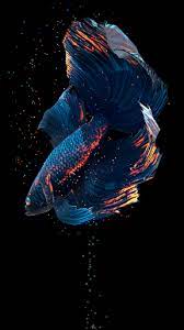 Aquarium live wallpaper latest version: Betta Fish Live Wallpaper Apk Download For Android Oct 2021 Apkpicker