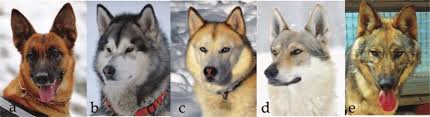 While german shepherds for sale have been around for a while, this breed's traits weren't formally standardized until the 1890's. Dog Breeds And Wolf Hybrids Dogs Are Represented By A German Download Scientific Diagram