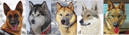 We did not find results for: Dog Breeds And Wolf Hybrids Dogs Are Represented By A German Download Scientific Diagram