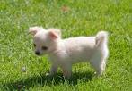 Chihuahua Puppies For Sale - AKC PuppyFinder
