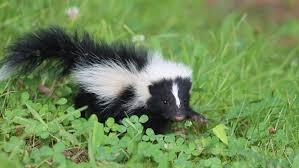 Jun 10, 2021 · place orange or lemon peels around the yard as a natural skunk repellent. How To Get Rid Of Skunks Angi Angie S List