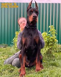 If you're looking for a doberman breeders indiana, call new england dobermans today at 781.353.1333 and learn more about our doberman puppies and breeding philosophy! Pin On Dobermann