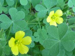 Image result for Oxalis corniculata