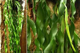 Image result for Ophioglossum convexum
