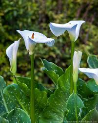 Image result for Zantedeschia aethiopica