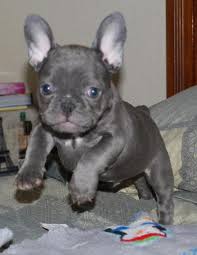 Caring for a dog with ivdd can be draining emotionally, as well as financially. French Bulldog Puppies For Sale In Tucson Arizona Classified Americanlisted Com
