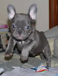 Our online shop is now live… we have now expanded our. French Bulldog Puppies For Sale In Tucson Arizona Classified Americanlisted Com