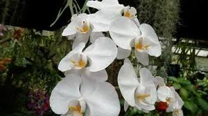 Anggrek pncidium umumnya tumbuh di daerah yang kering dengan kebtuhan cahaya yang bervariasi. Anggrek Tanaman Eksotis Kalimantan Barat Umkm Kalbar